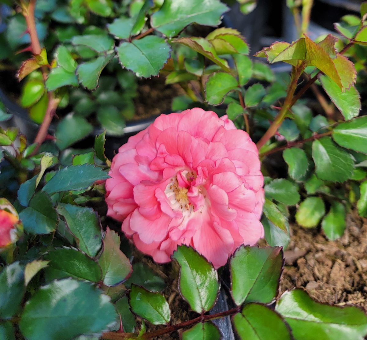 Rosa Drift Peach a