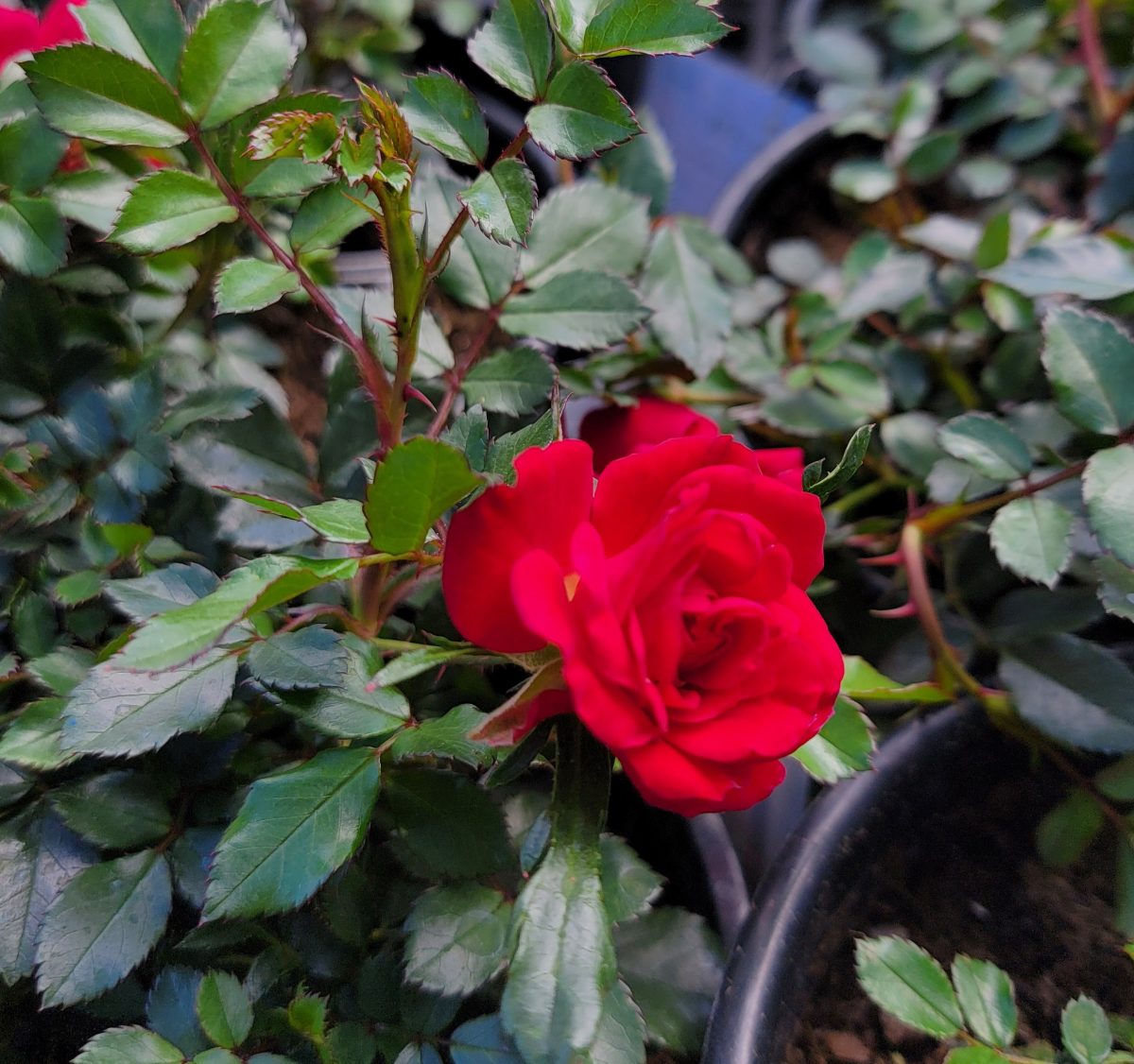 Rosa Drift Red a