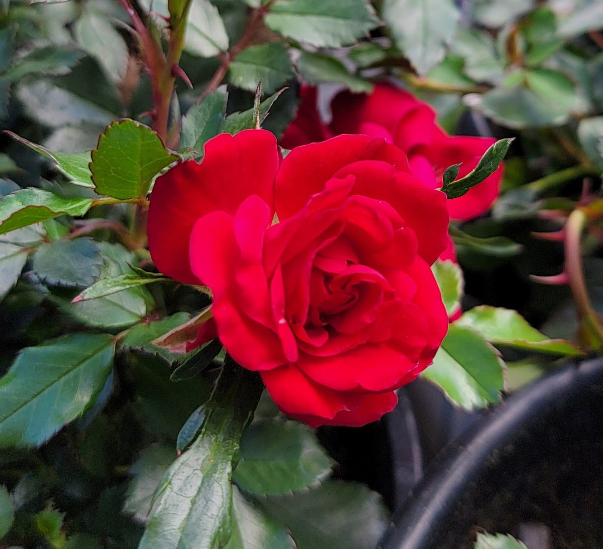 Rosa Drift Red b