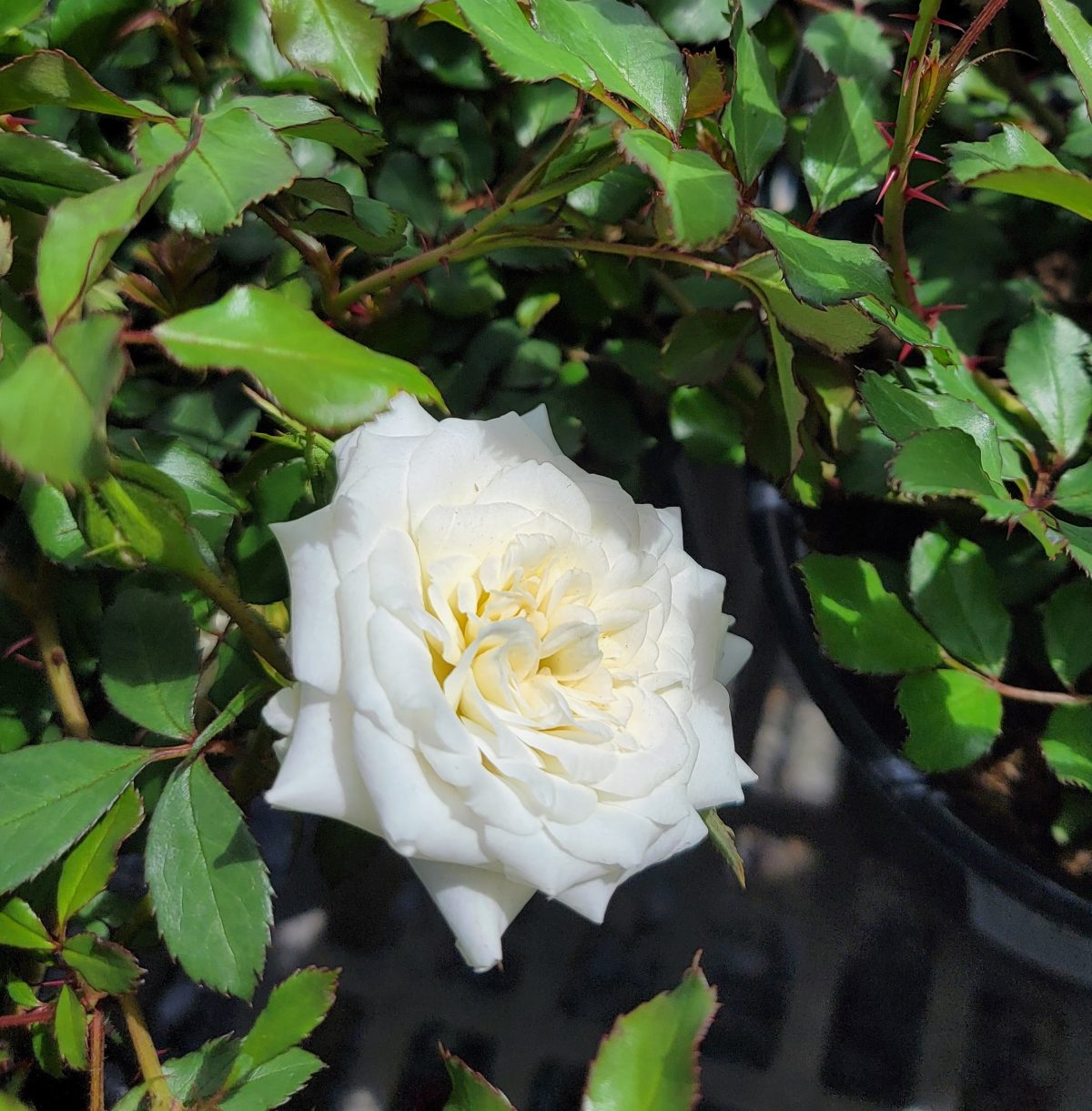 Rosa Drift White a