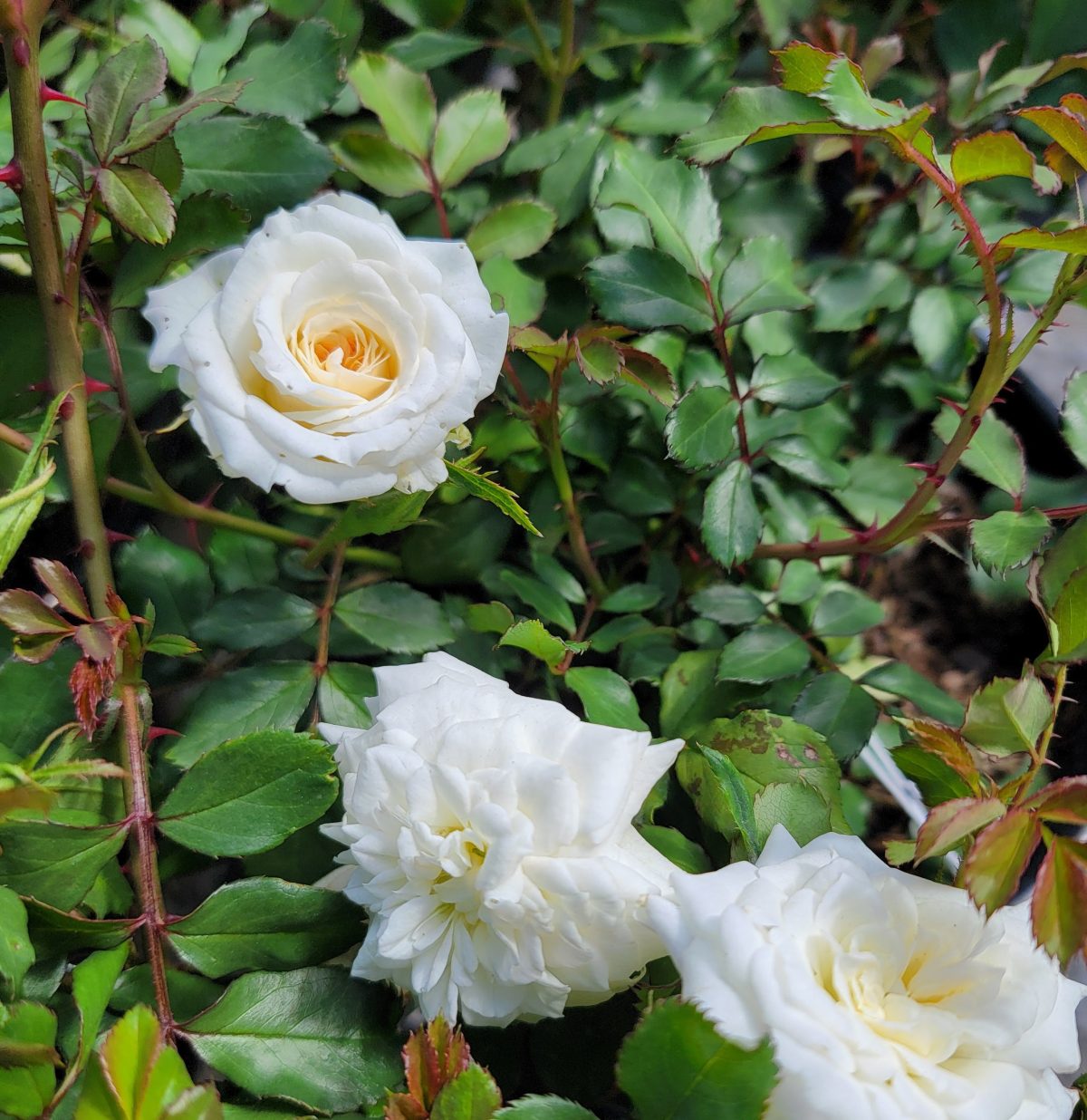 Rosa Drift White b scaled