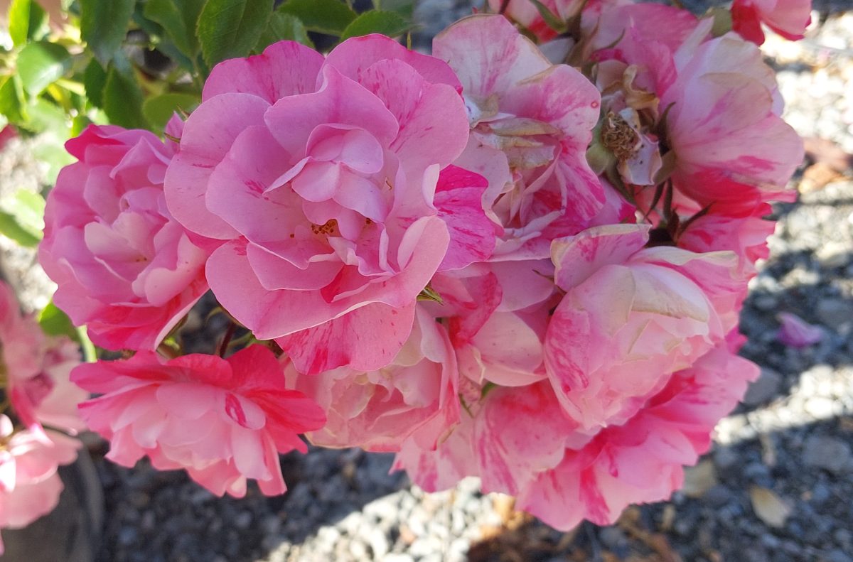 Rosa Flower Carpet Pink Splash a scaled