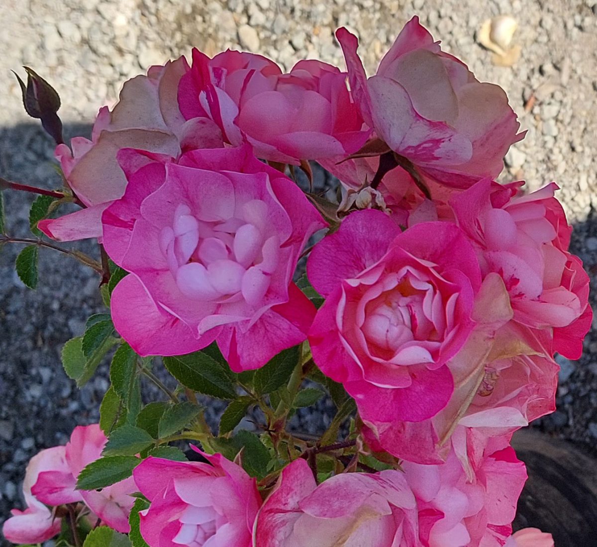 Rosa Flower Carpet Pink Splash b