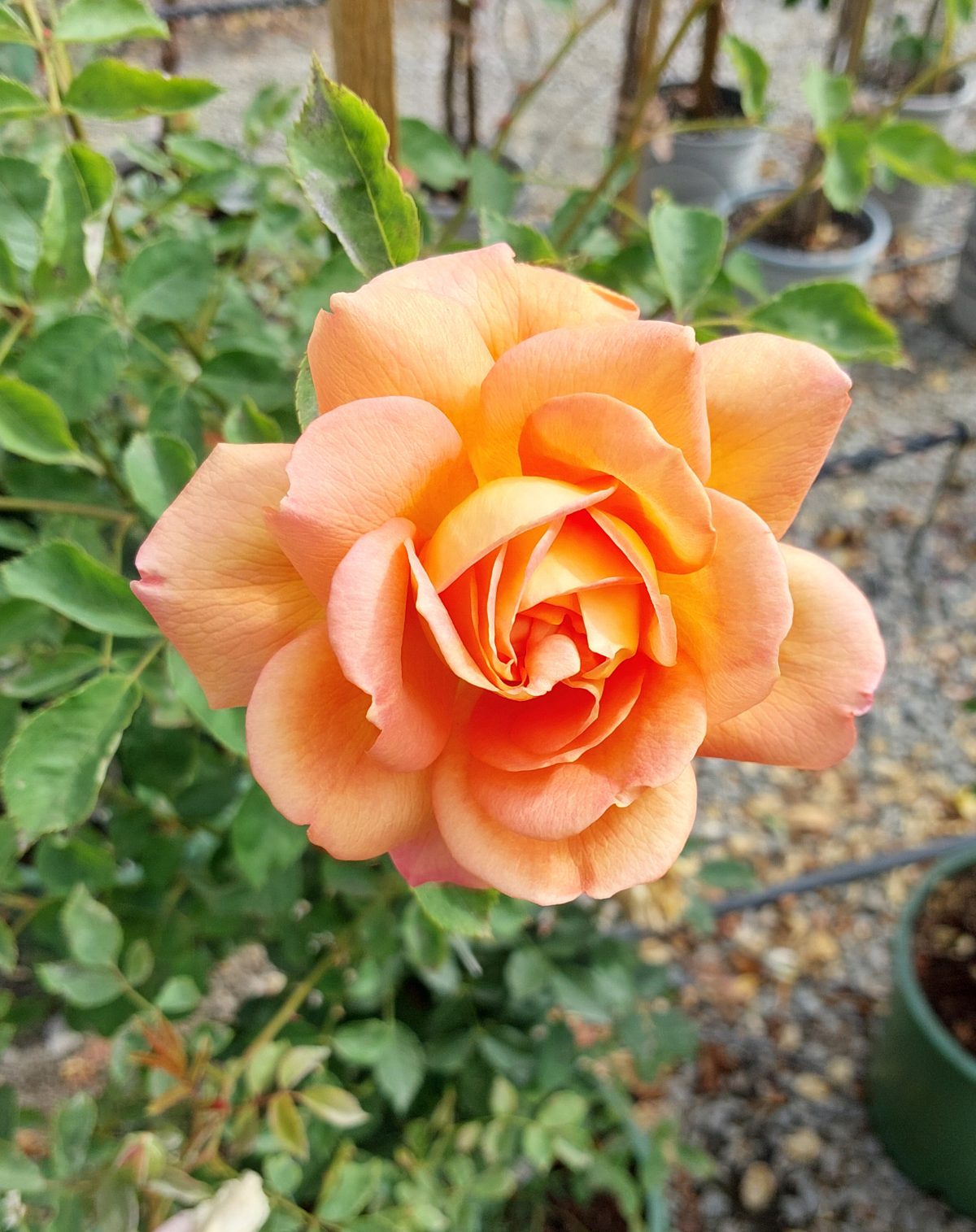 Rosa Lady of Shalott a scaled