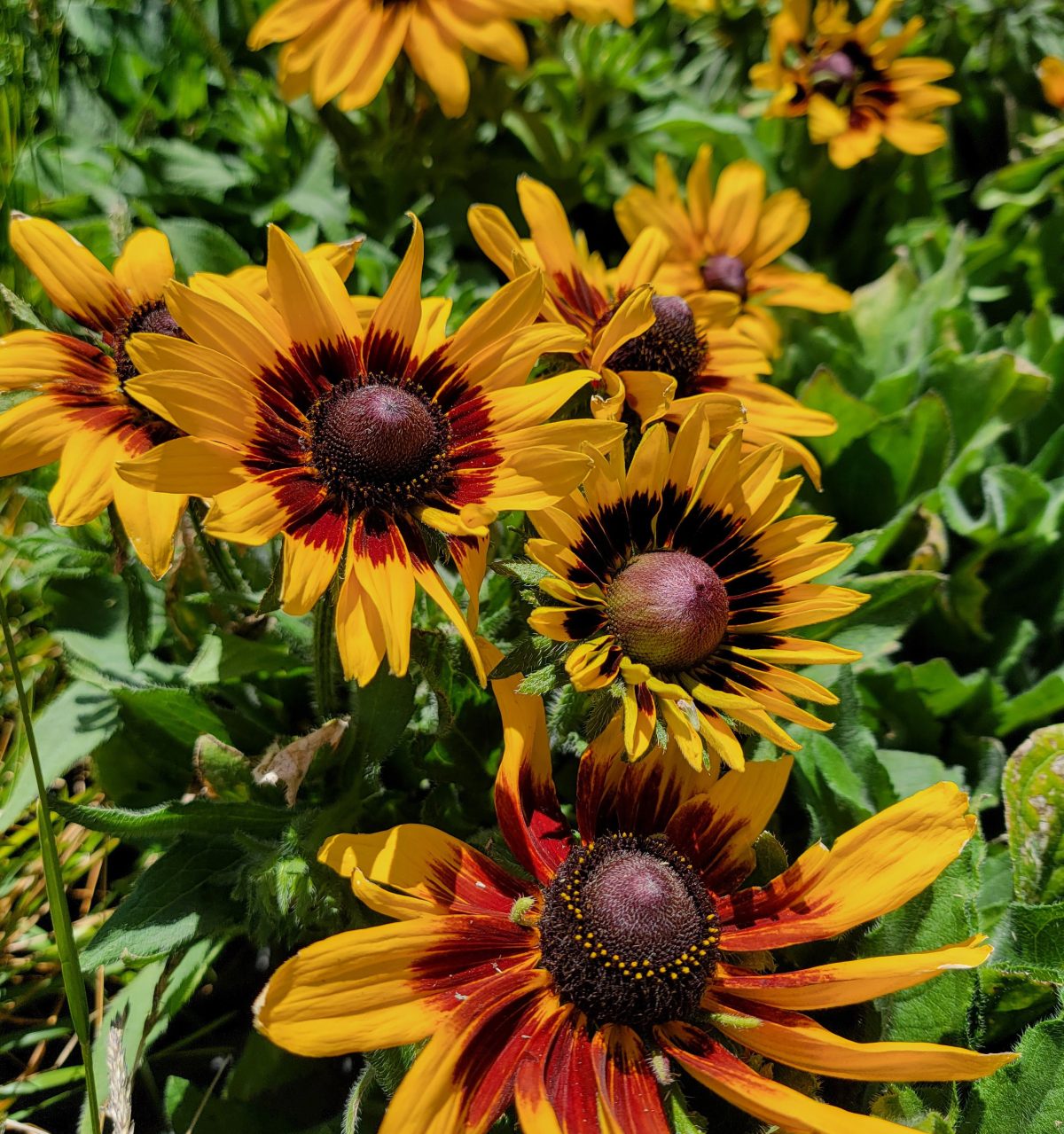 Rudbeckia hirta Denver Daisy a scaled