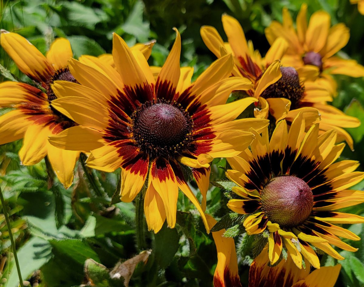 Rudbeckia hirta Denver Daisy b