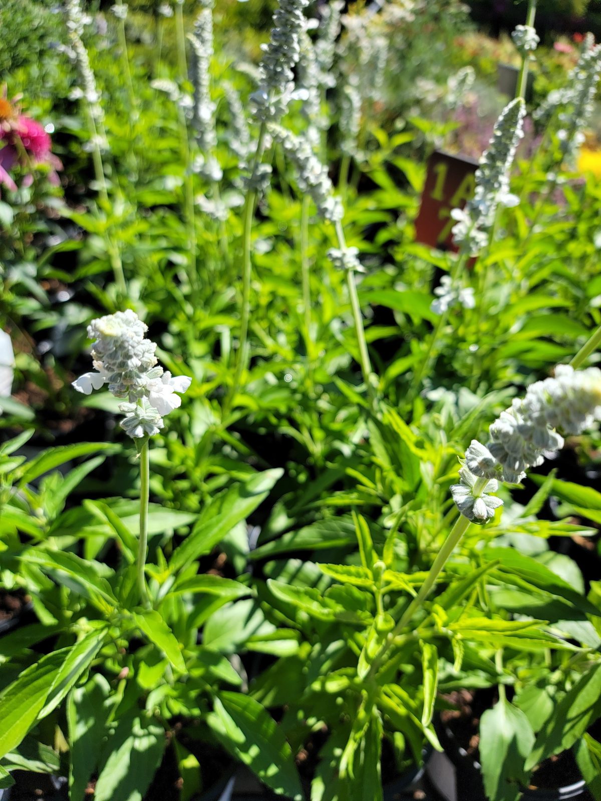 Salvia farinacea x longispicata White Flame a scaled