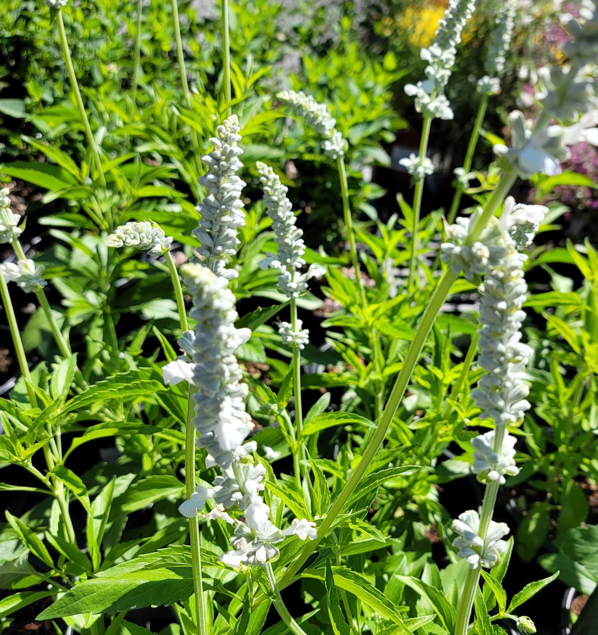 Salvia farinacea x longispicata White Flame b scaled