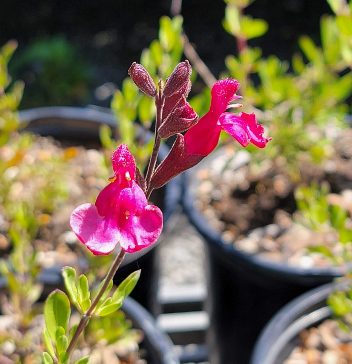 Salvia greggii Furmans Red a