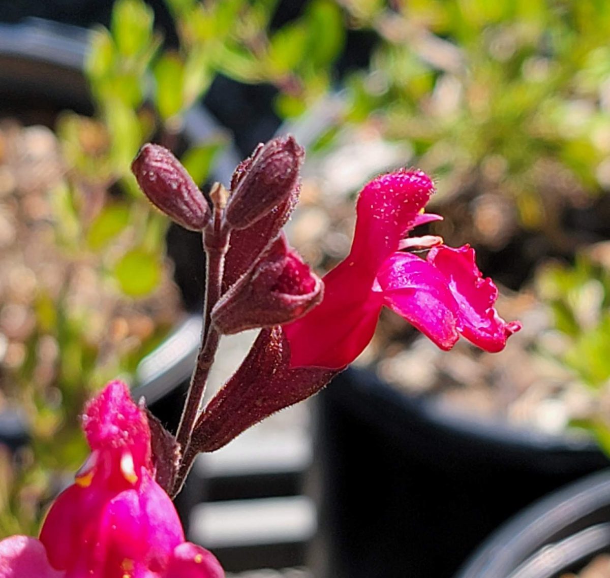 Salvia greggii Furmans Red b