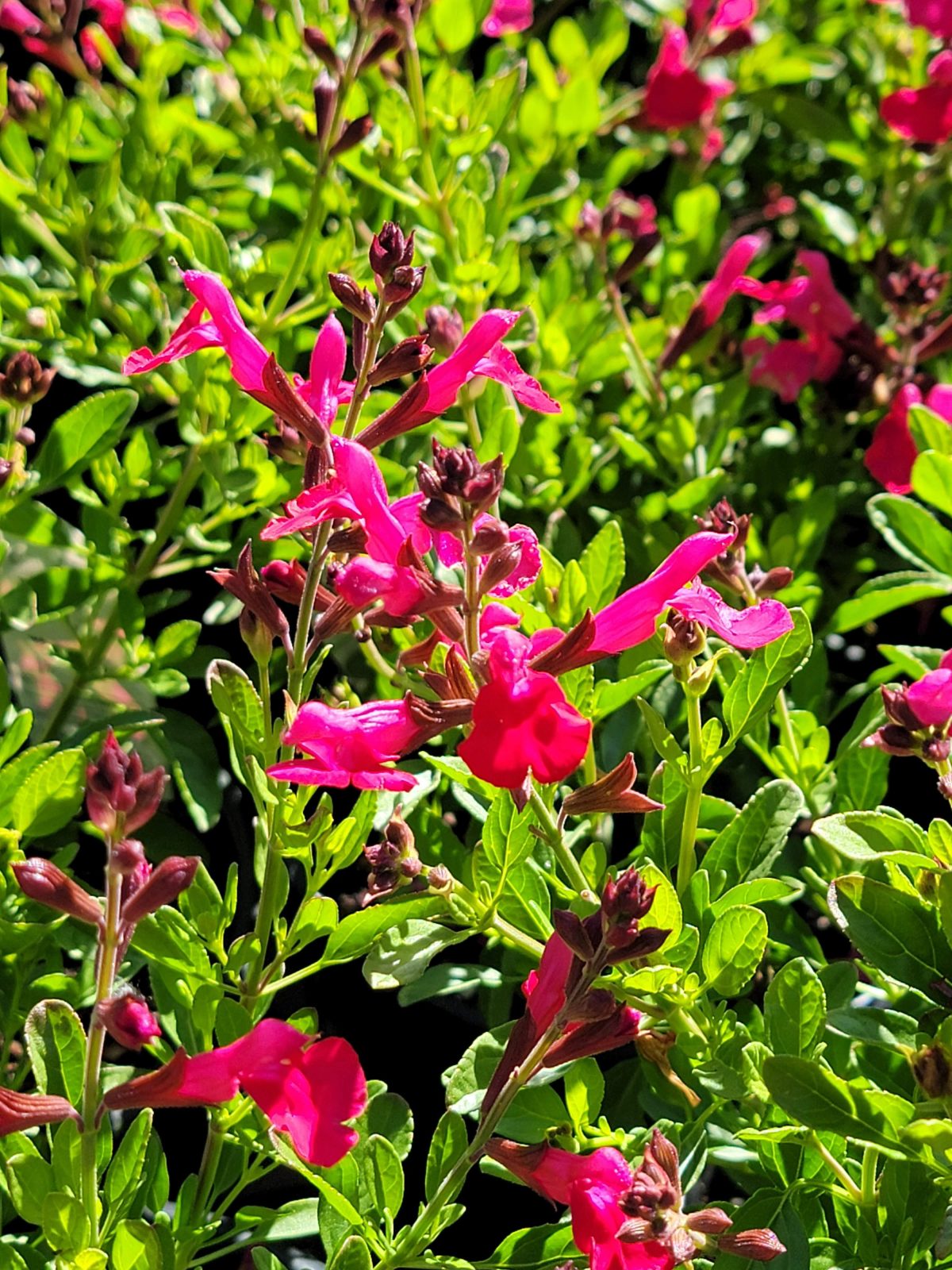 Salvia greggii Mirage Hot Pink a scaled