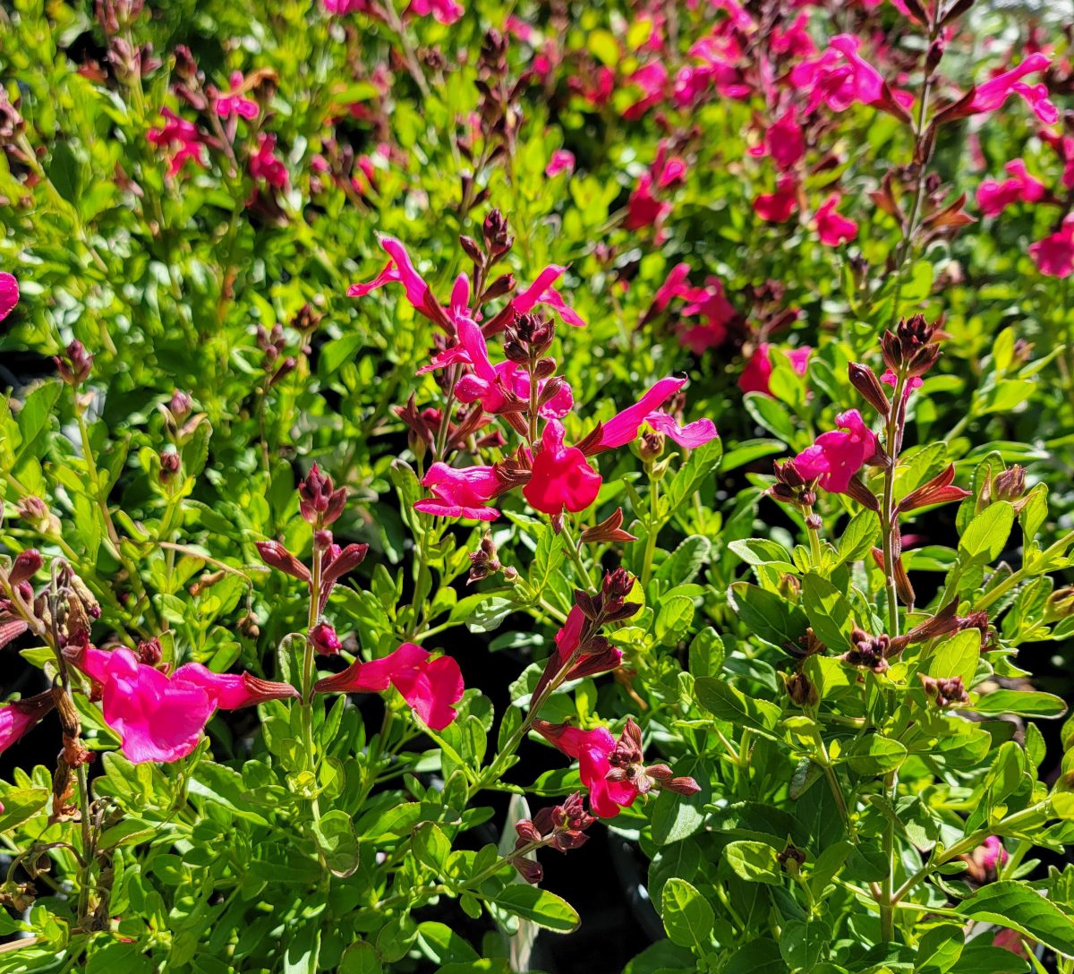 Salvia greggii Mirage Hot Pink b scaled