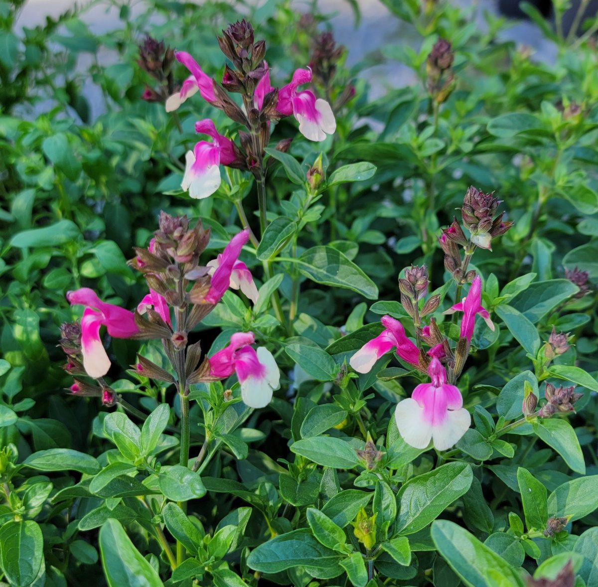 Salvia greggii Mirage Rose Bicolor a