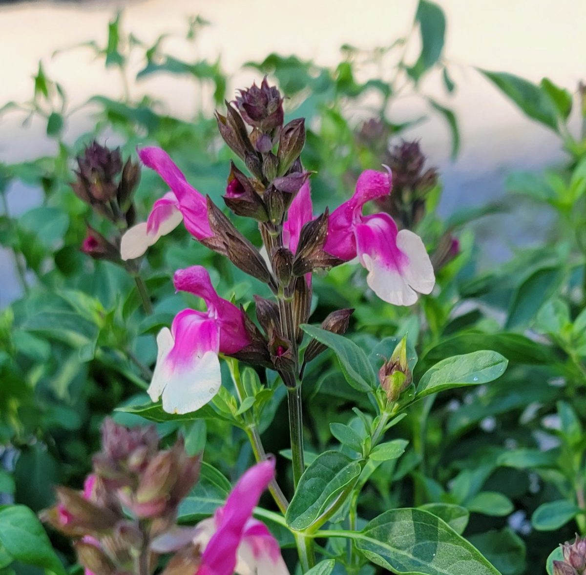 Salvia greggii Mirage Rose Bicolor b