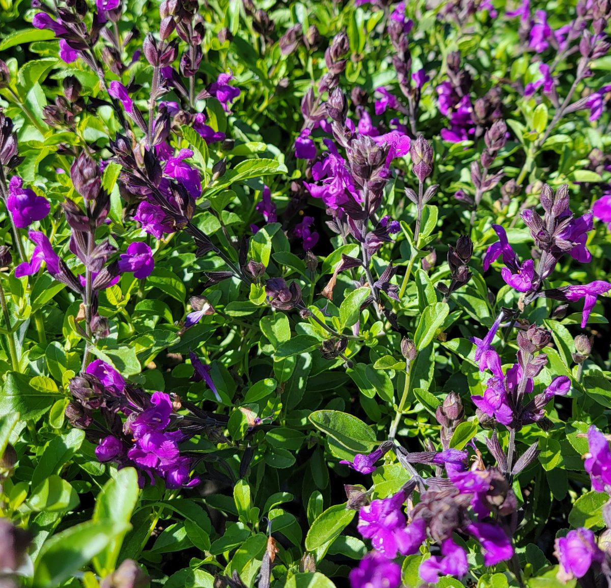 Salvia greggii Mirage Violet a scaled