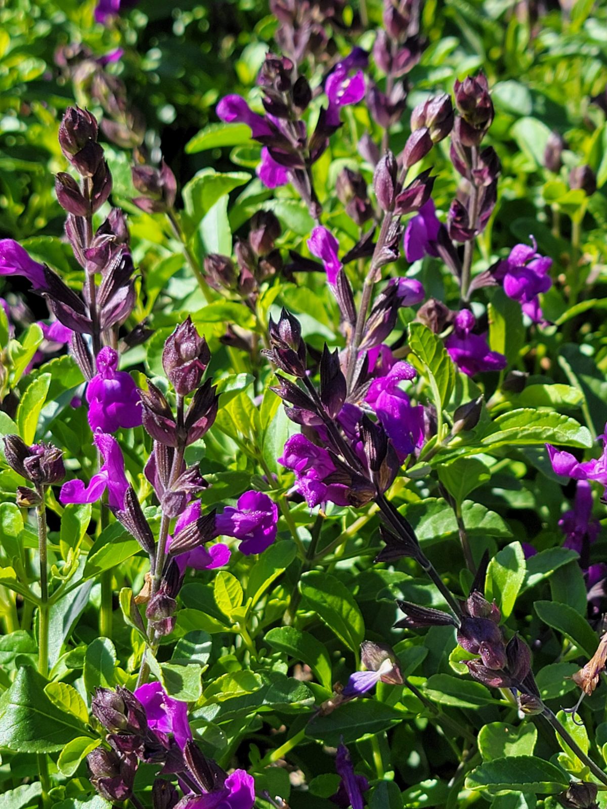 Salvia greggii Mirage Violet b scaled