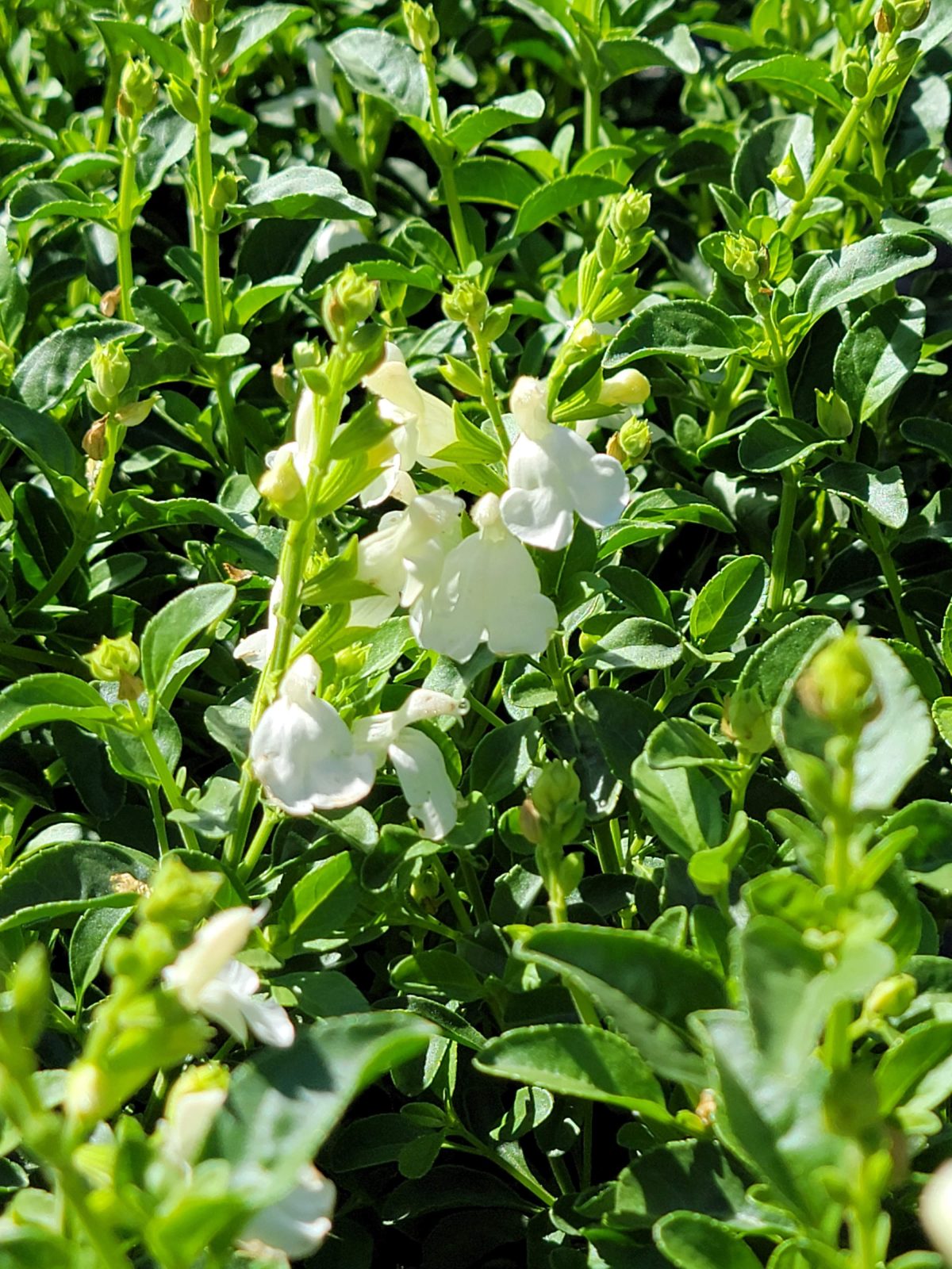 Salvia greggii Mirage White a scaled