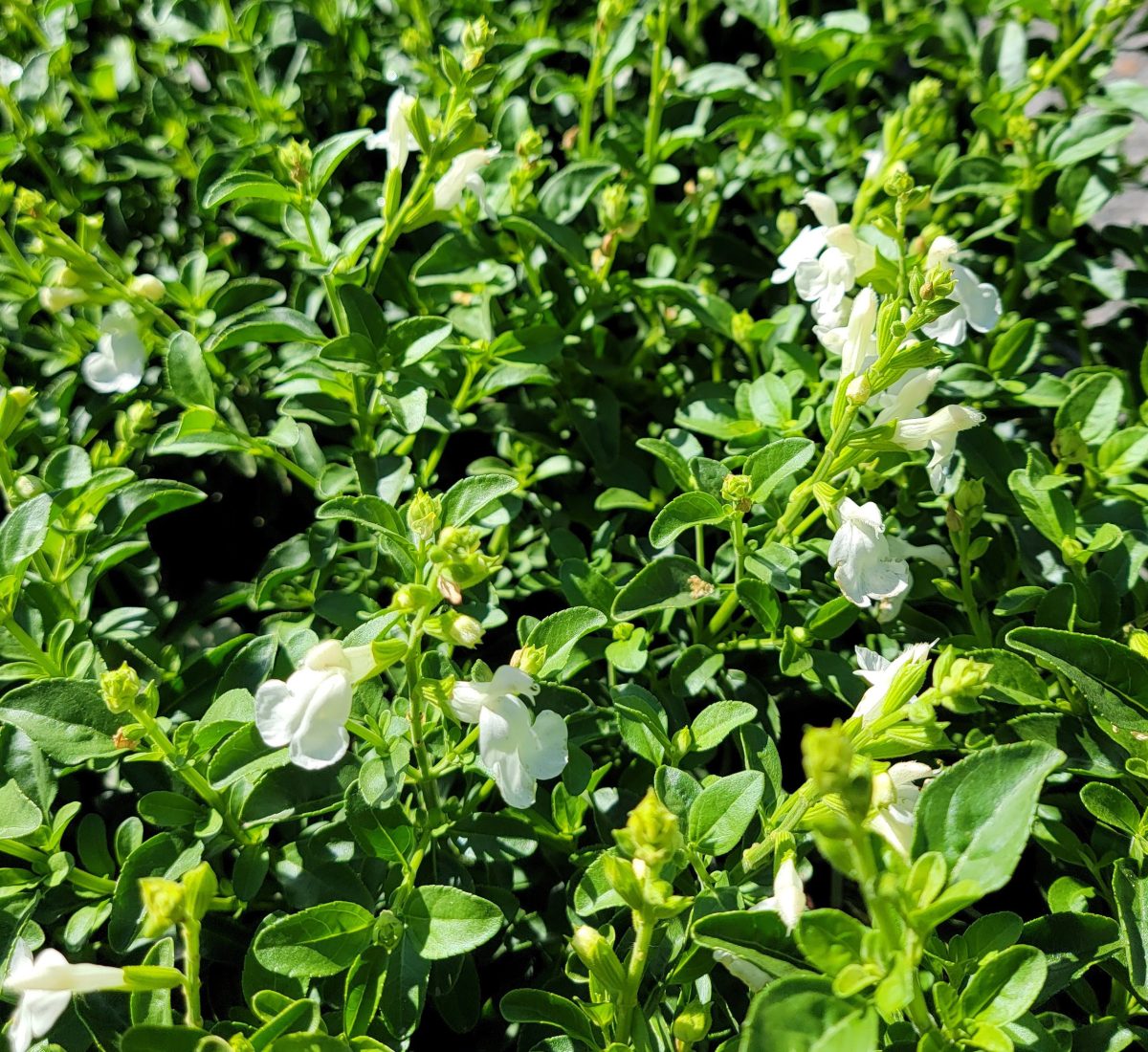 Salvia greggii Mirage White b