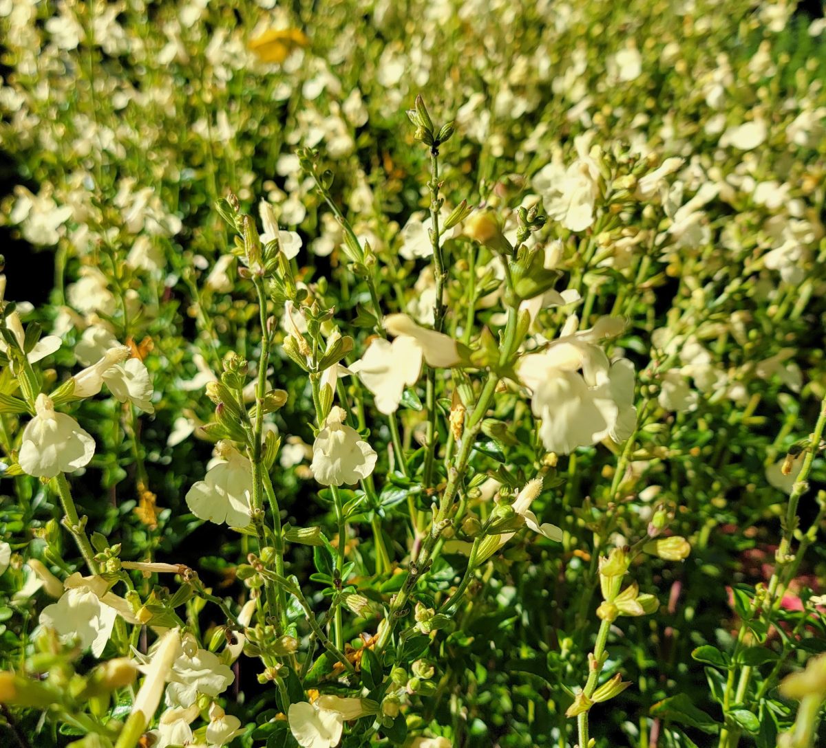 Salvia jamensis Cienega de Oro a