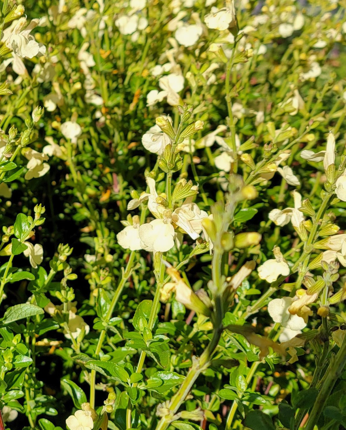 Salvia jamensis Cienega de Oro b