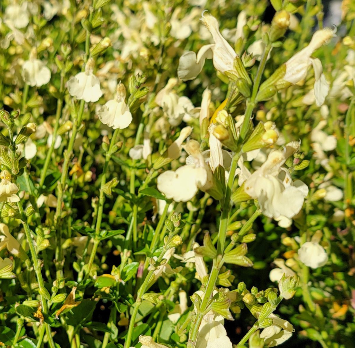 Salvia jamensis Cienega de Oro c