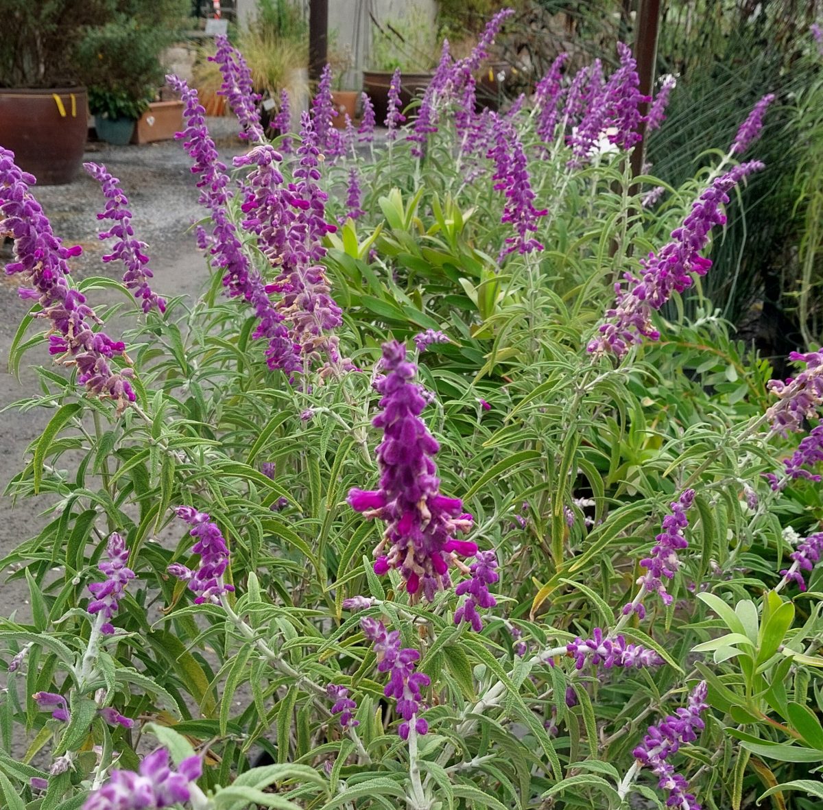 Salvia leucantha Midnight a