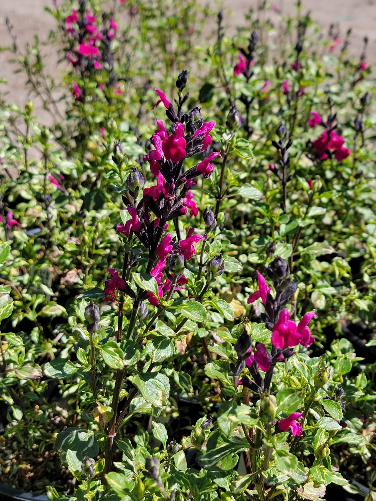 Salvia microphylla Bee Dazzled a scaled