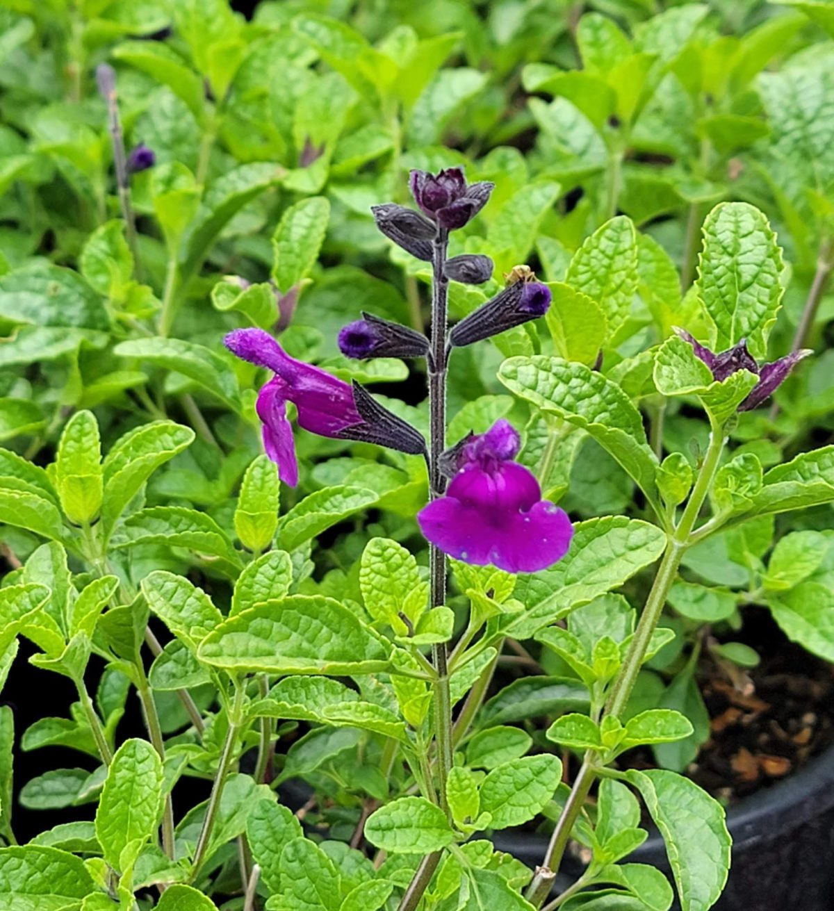 Salvia microphylla Blue Velvet a