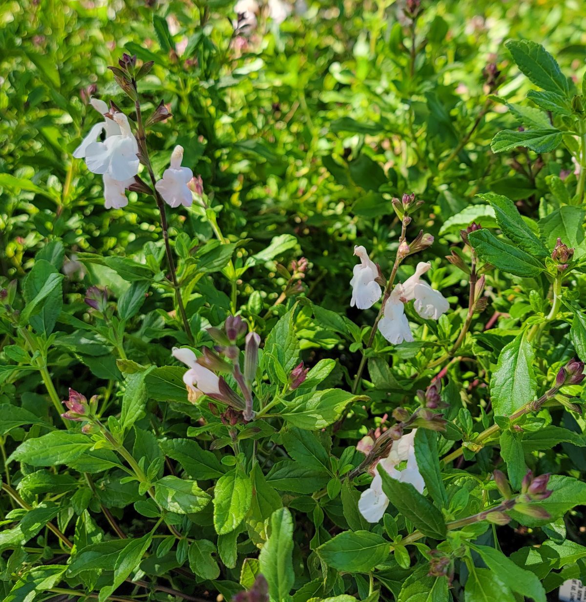 Salvia microphylla Elmira a