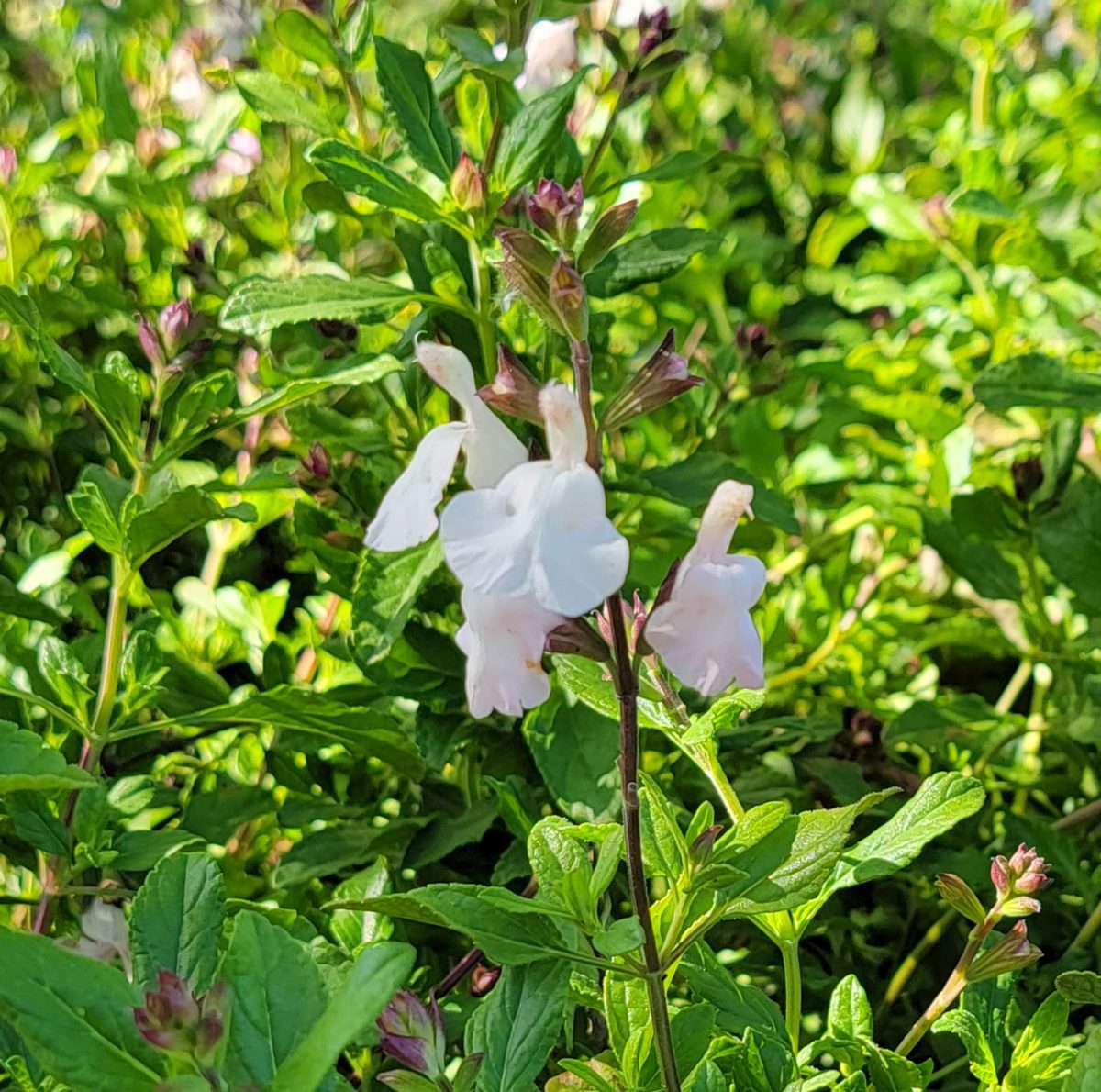 Salvia microphylla Elmira b