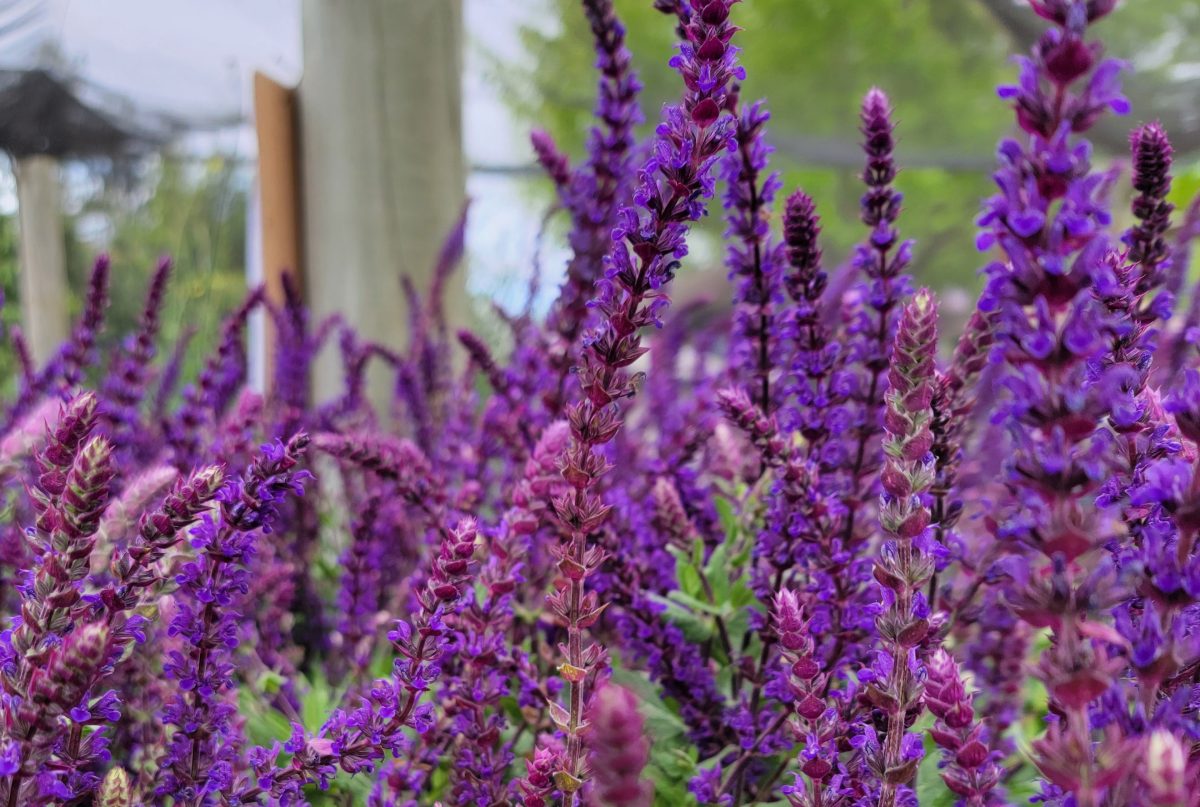 Salvia nemorosa Caradonna a scaled