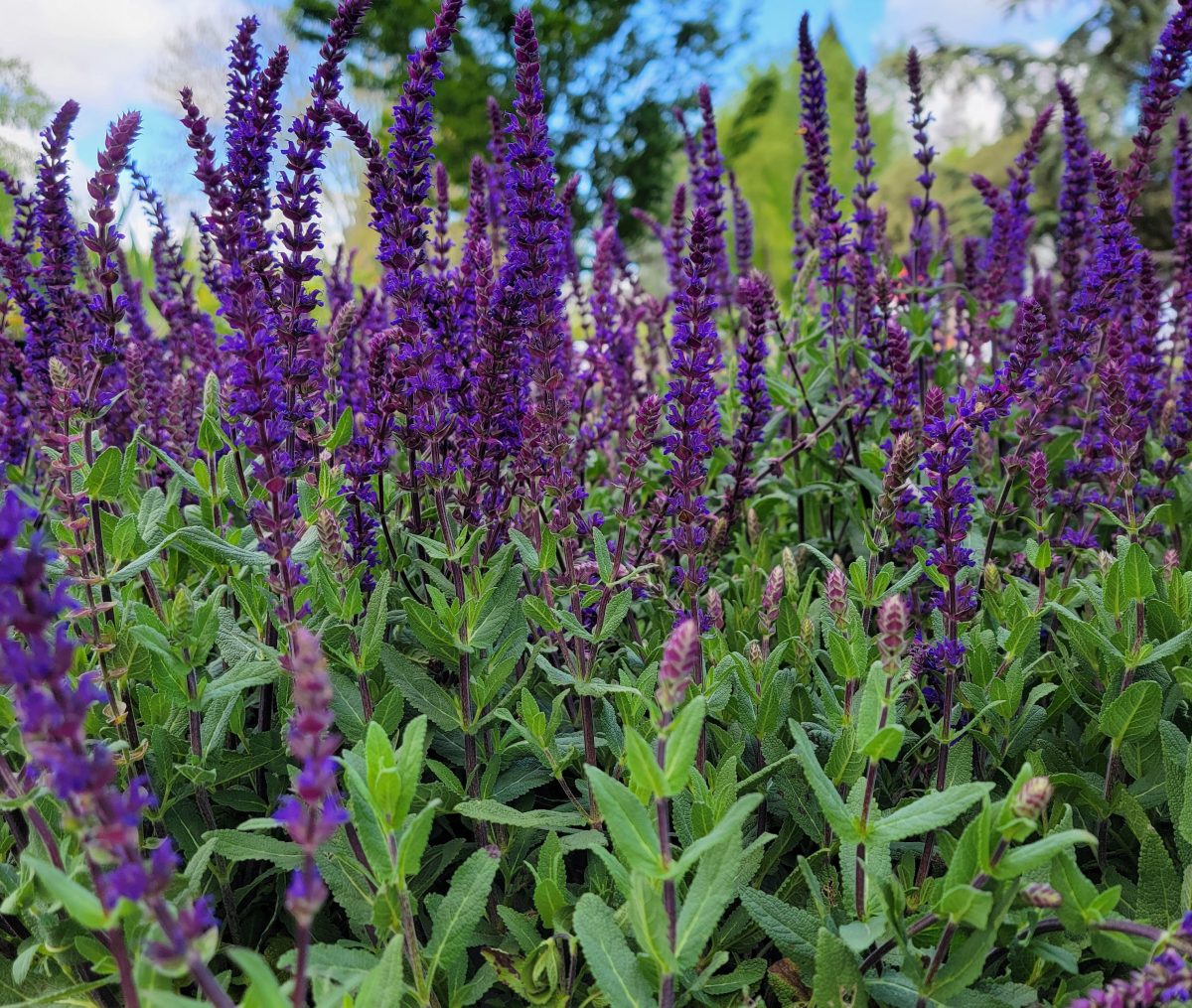 Salvia nemorosa Caradonna b scaled