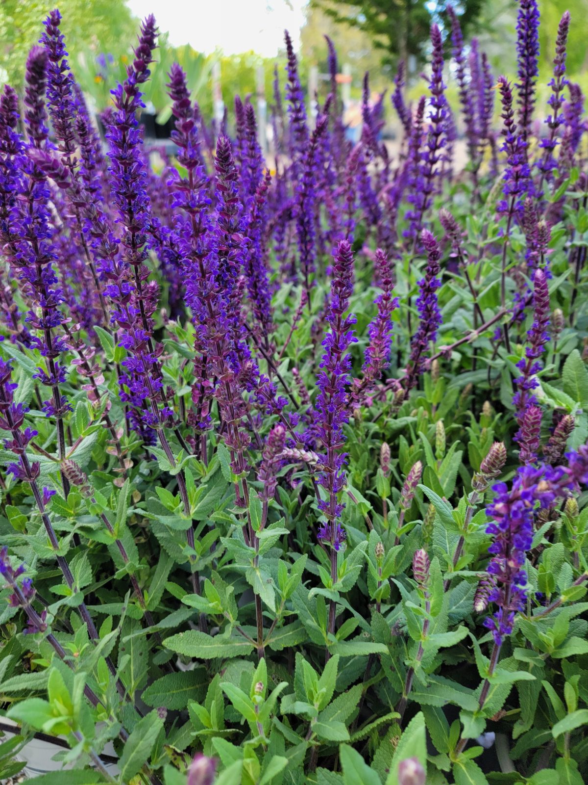 Salvia nemorosa Caradonna c scaled