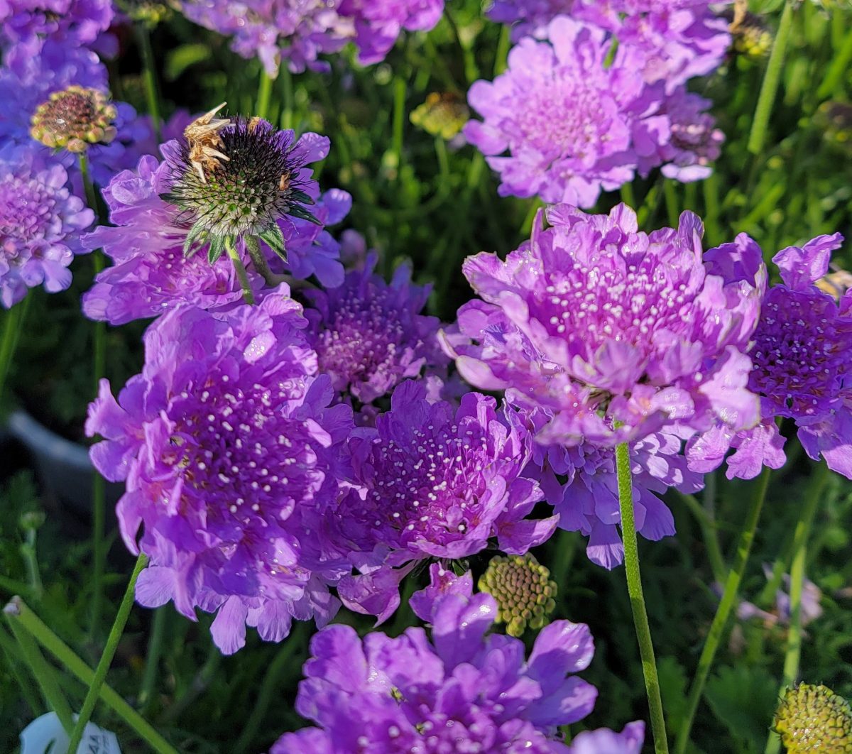 Scabiosa columbaria Flutter Deep Blue a