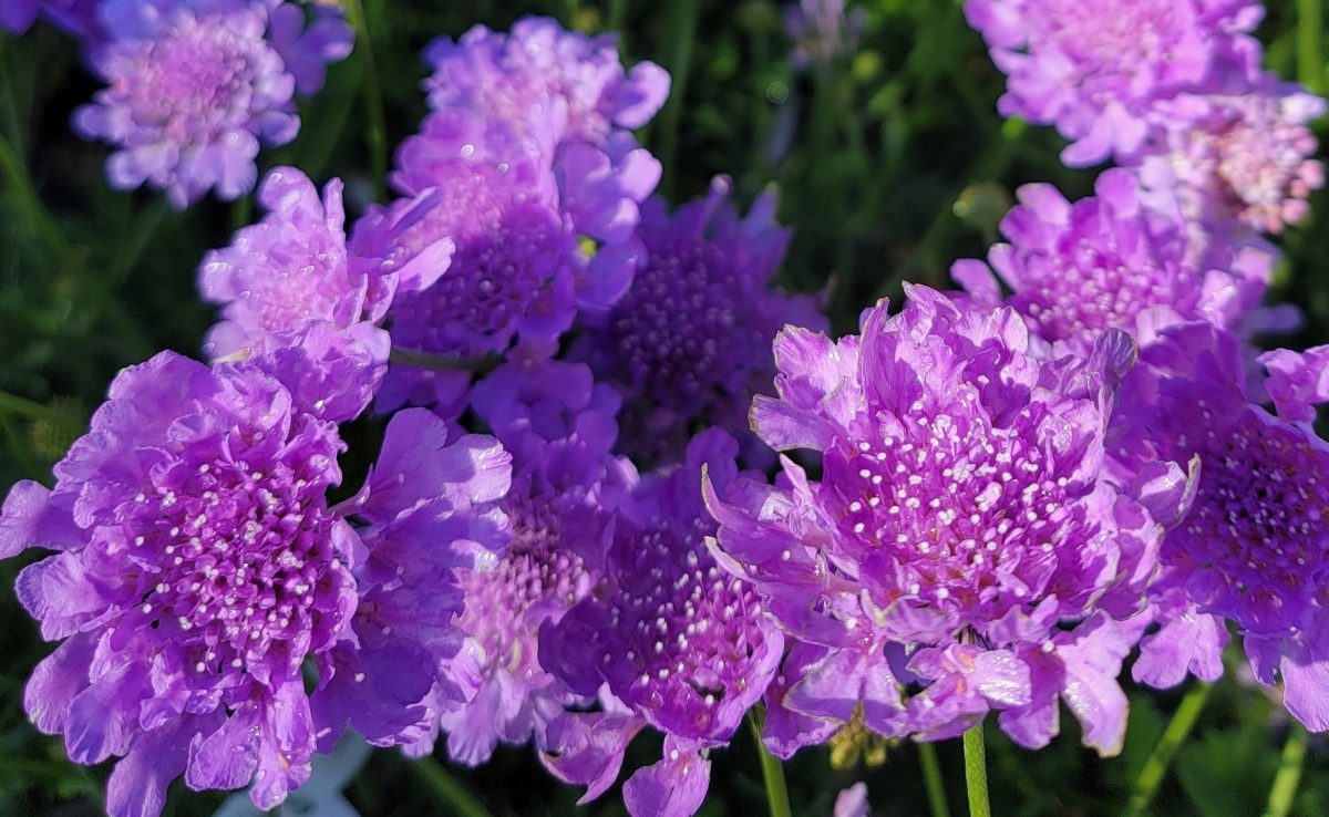 Scabiosa columbaria Flutter Deep Blue b scaled