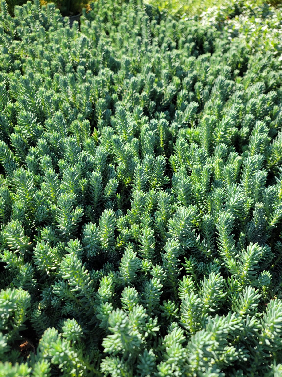 Sedum reflexum Blue Spruce a scaled