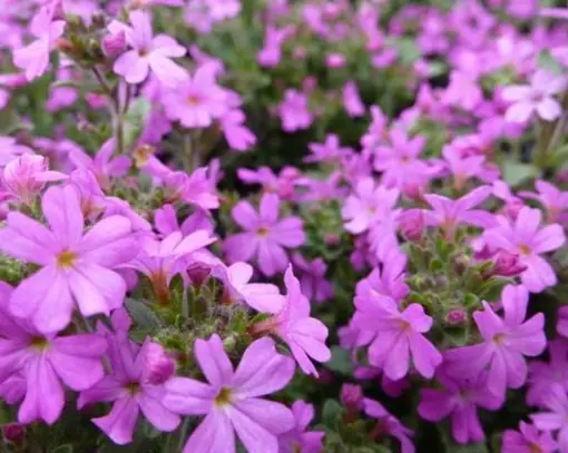 Silene schafta Splendens a