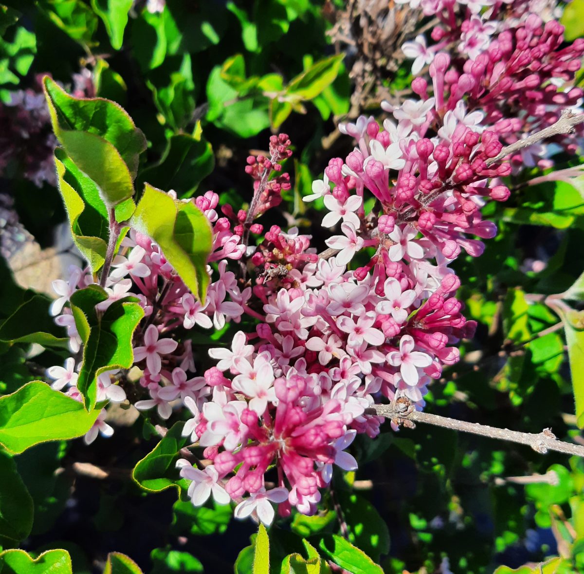 Syringa meyeri Josee a