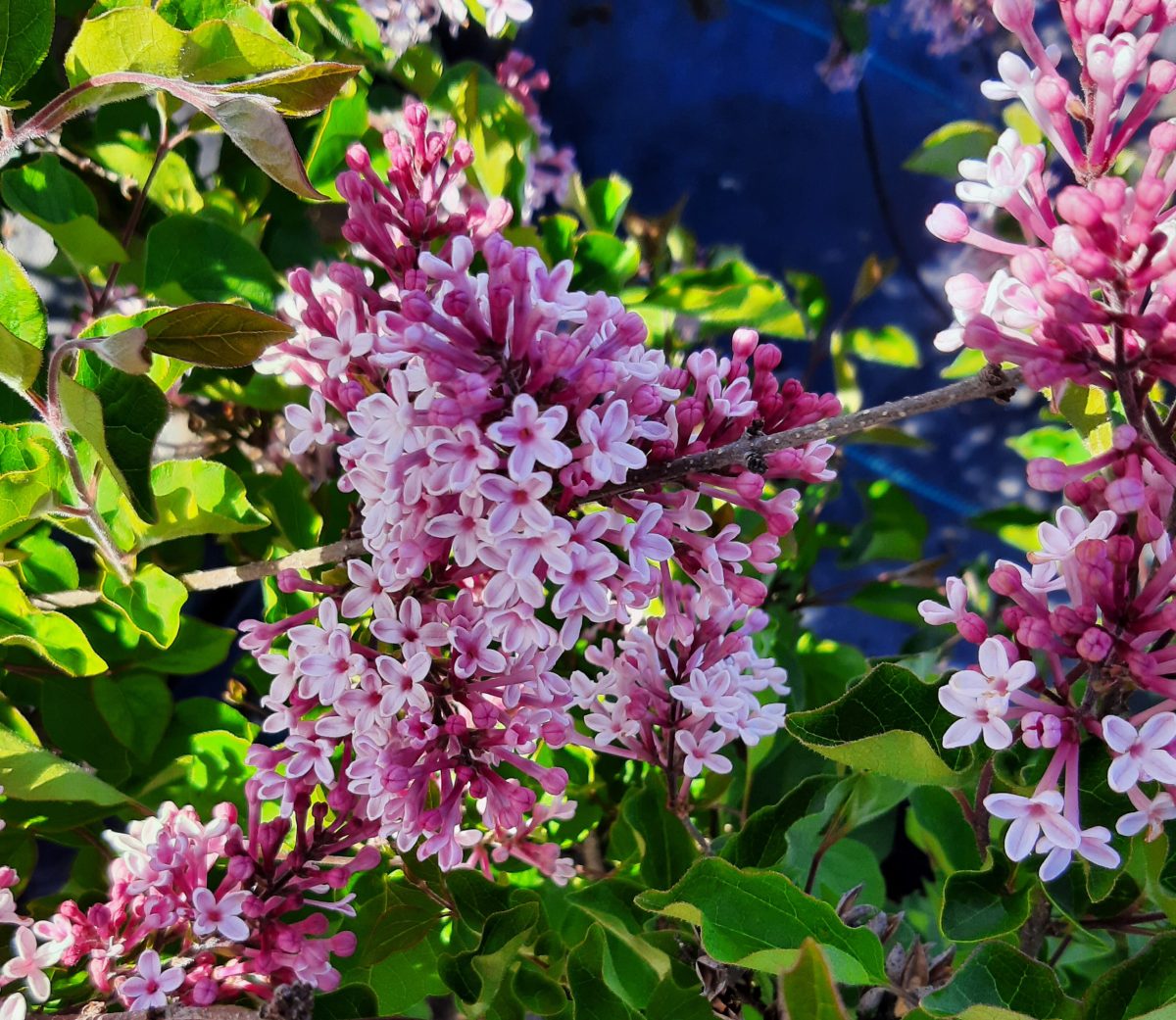 Syringa meyeri Josee b