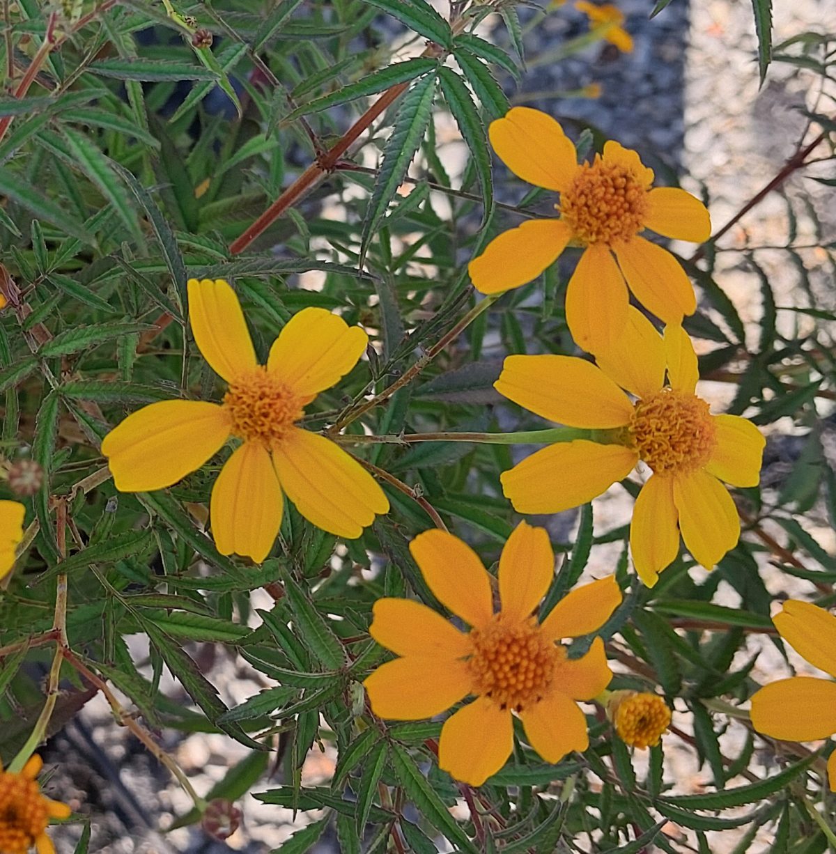 Tagetes lemmonii b