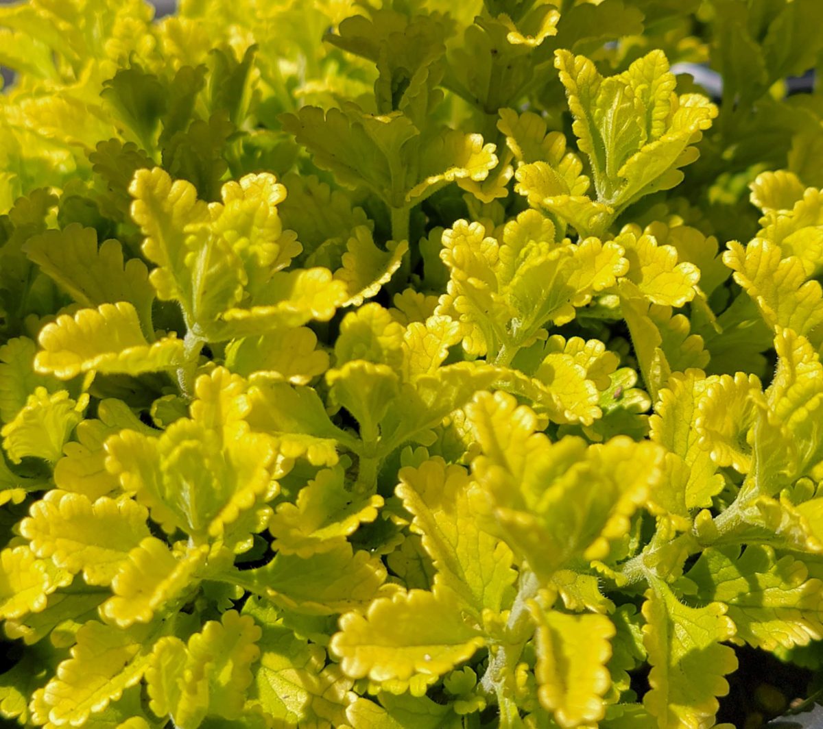 Teucrium chamaedrys Summer Sunshine a