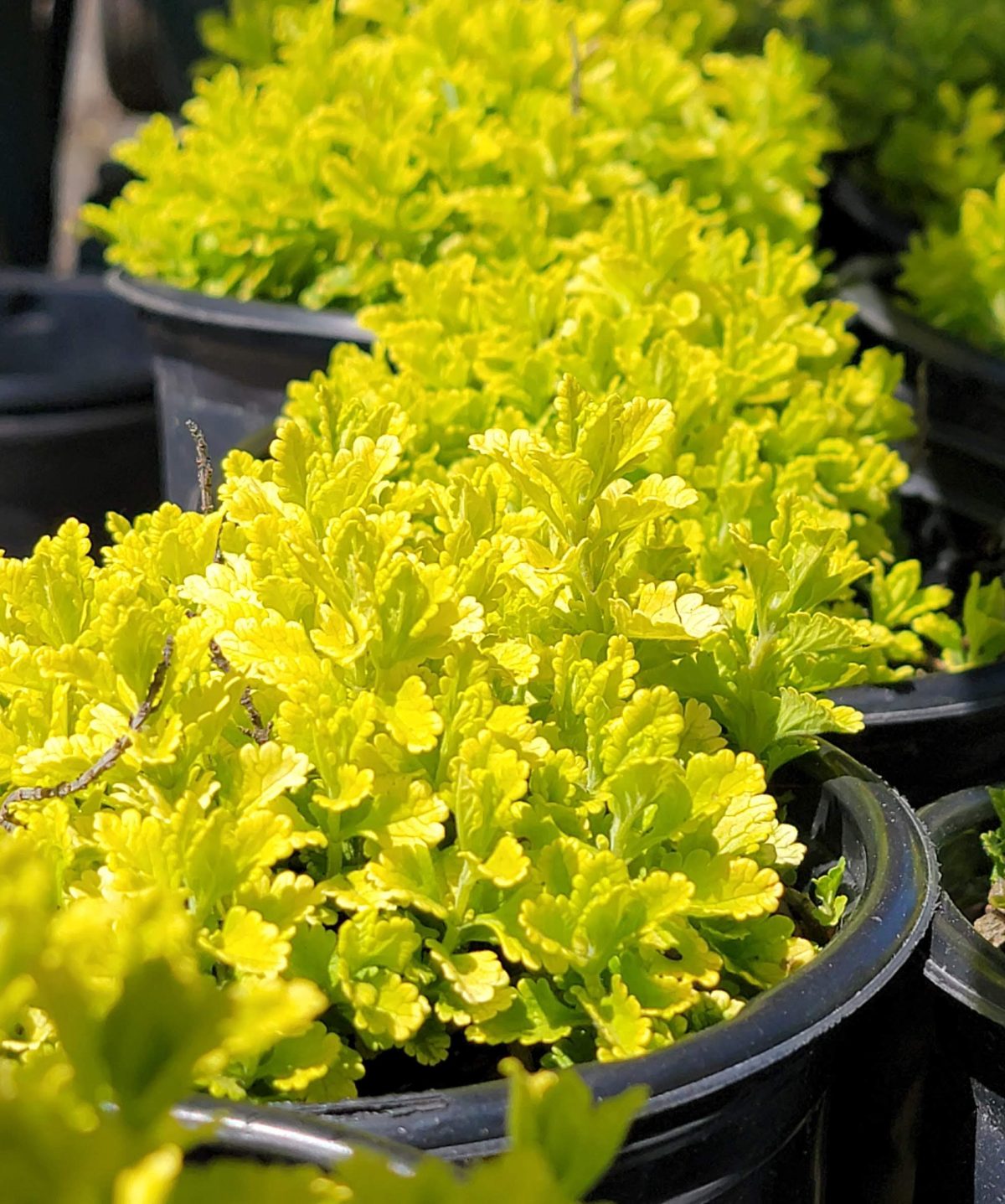 Teucrium chamaedrys Summer Sunshine b