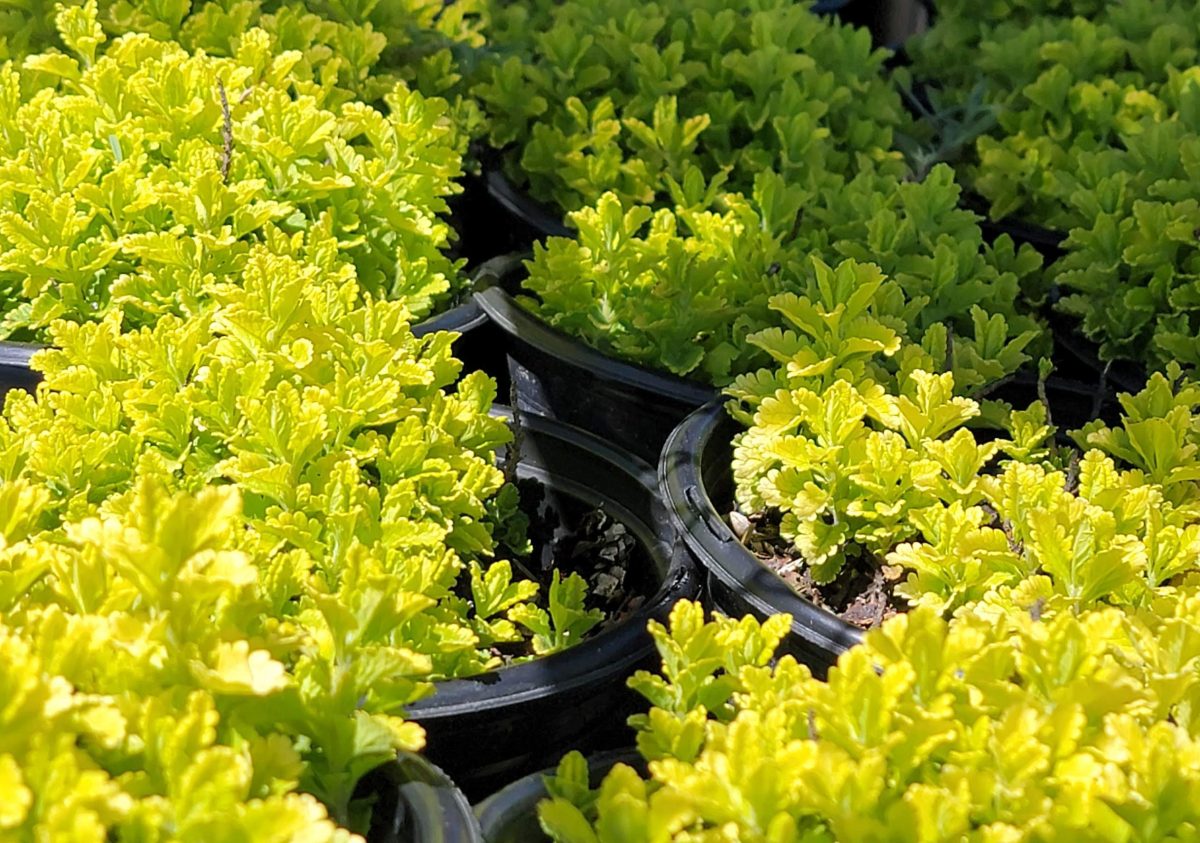 Teucrium chamaedrys Summer Sunshine c