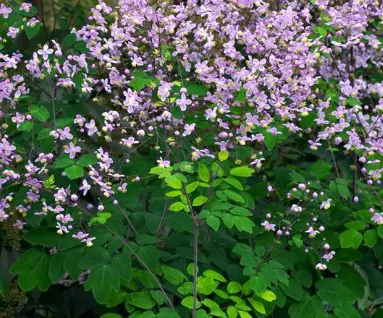 Thalictrum rochebrunianum a