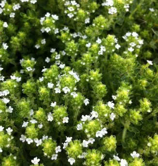 Thymus serpyllum Alba a