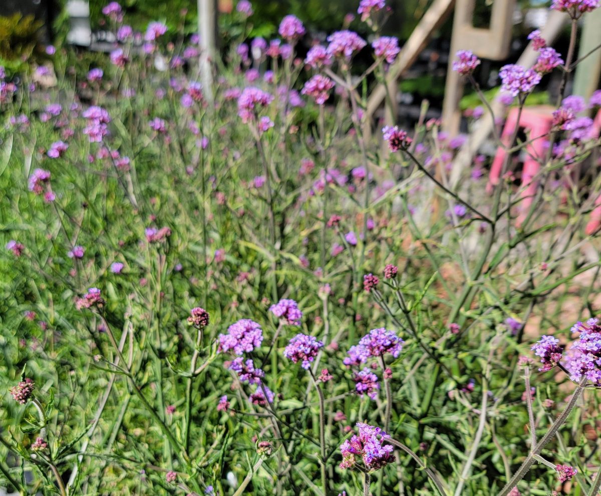 Verbena bonariensis Lollipop a scaled