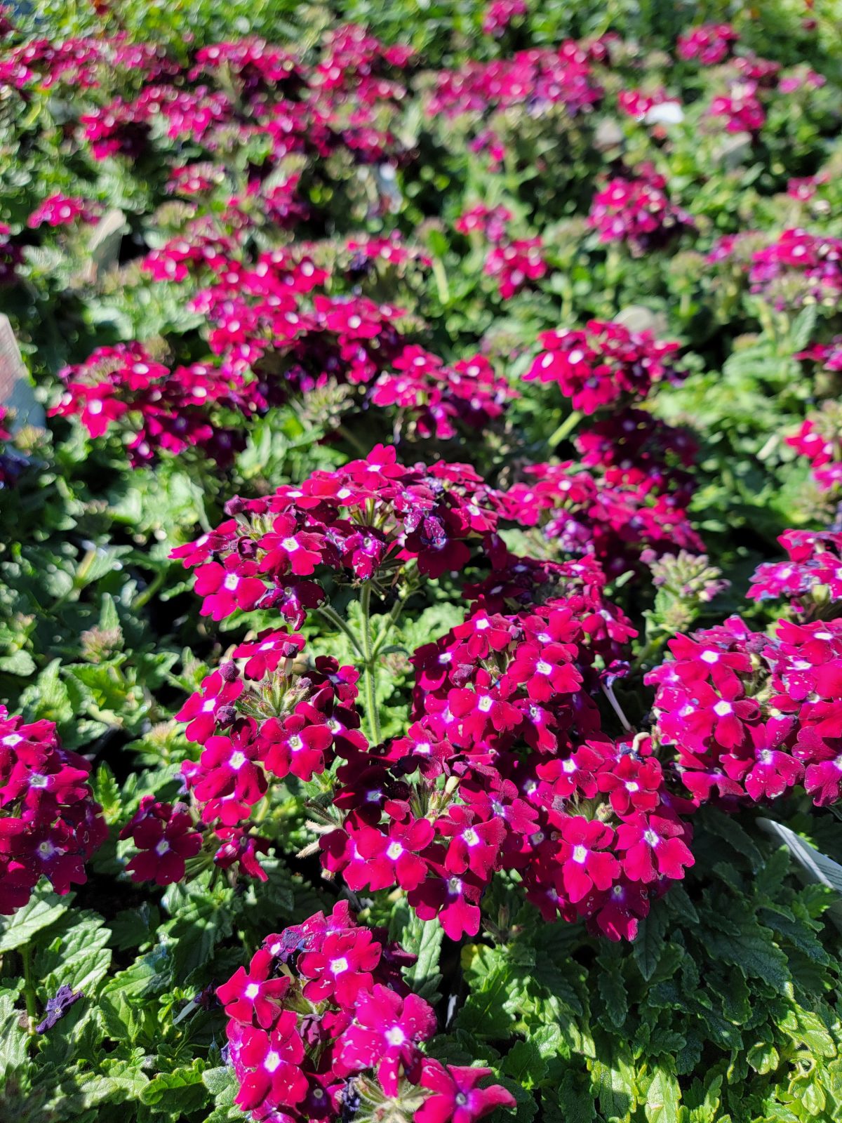 Verbena peruviana EnduraScape Burgundy a scaled