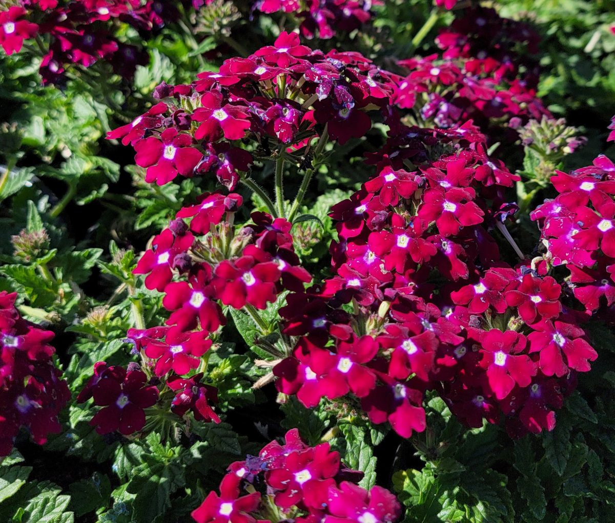 Verbena peruviana EnduraScape Burgundy b