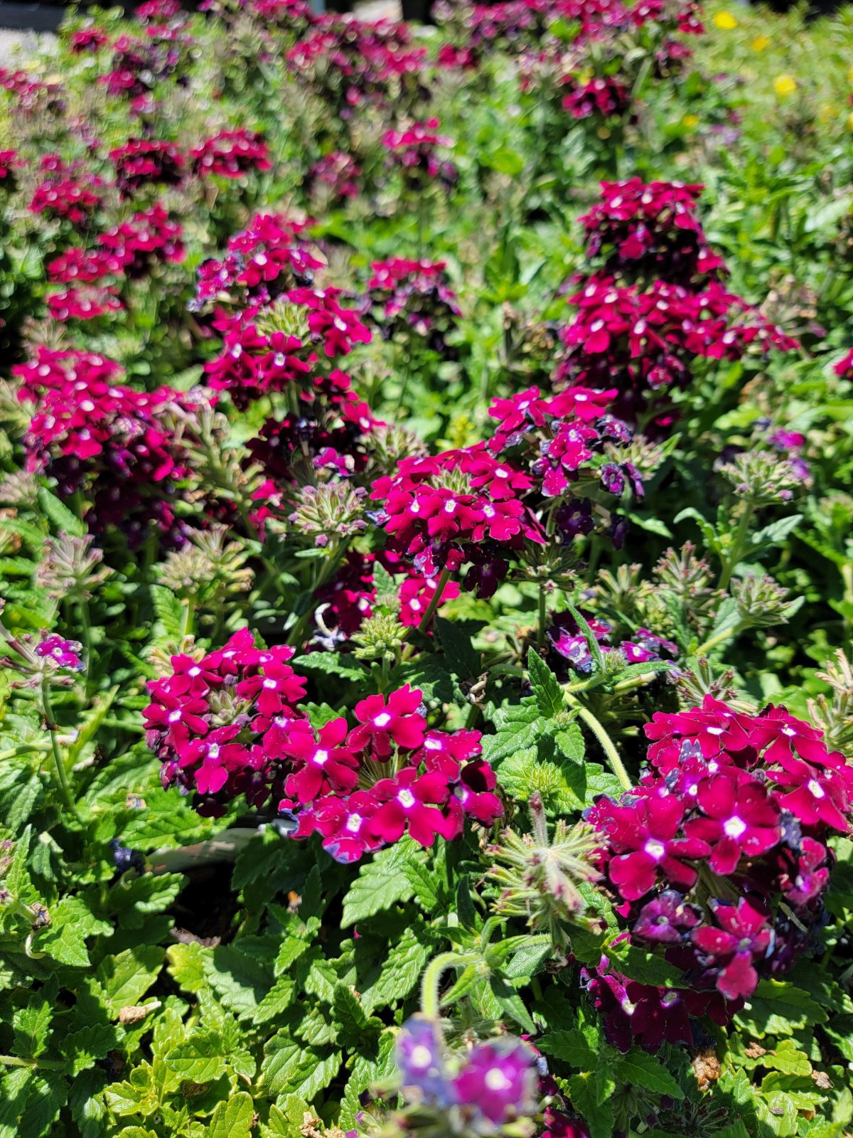 Verbena peruviana EnduraScape Burgundy c scaled