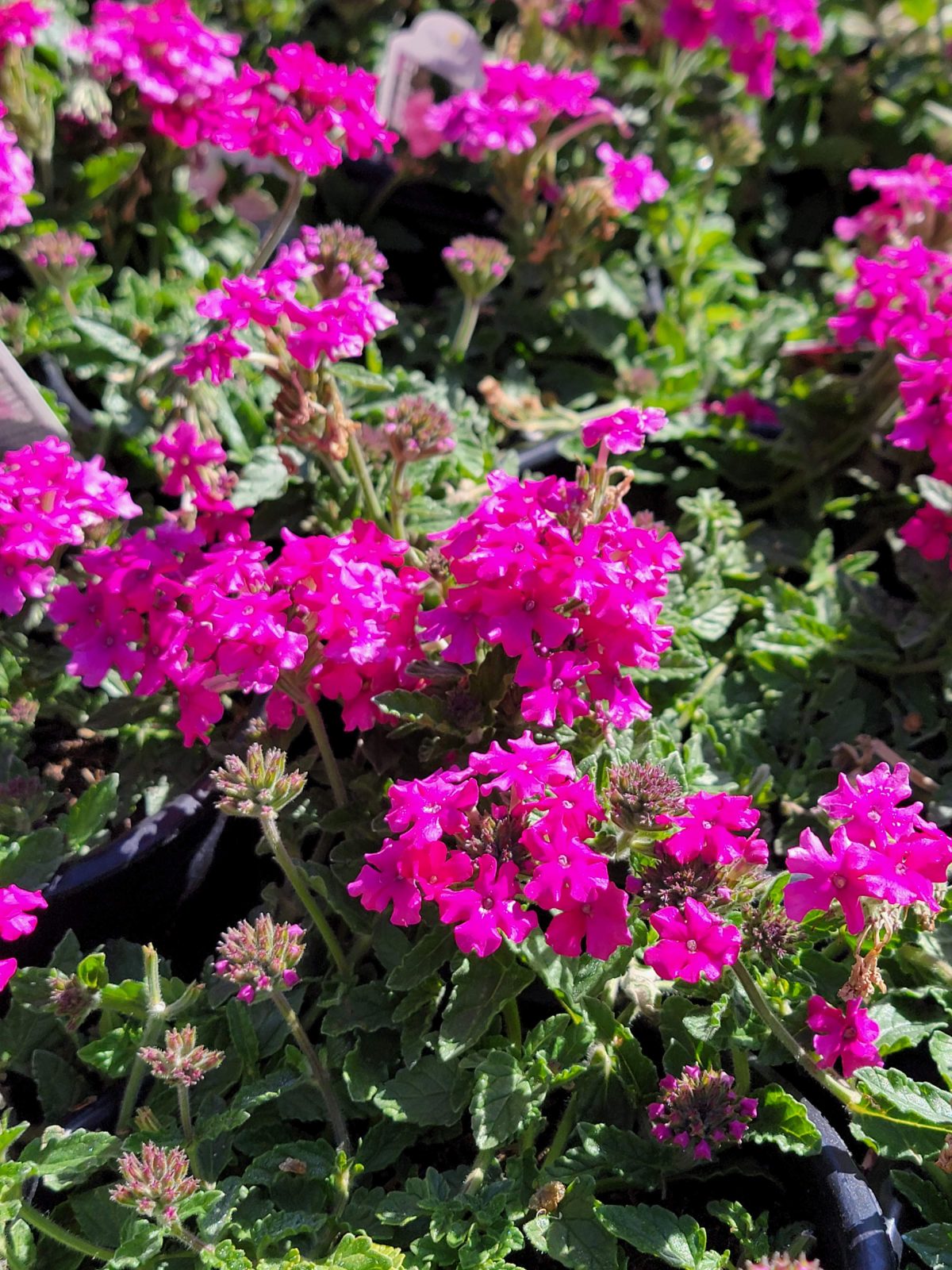 Verbena peruviana EnduraScape Magenta a scaled